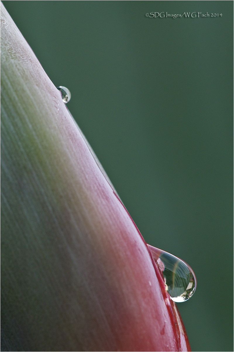 Dripping Anticipation