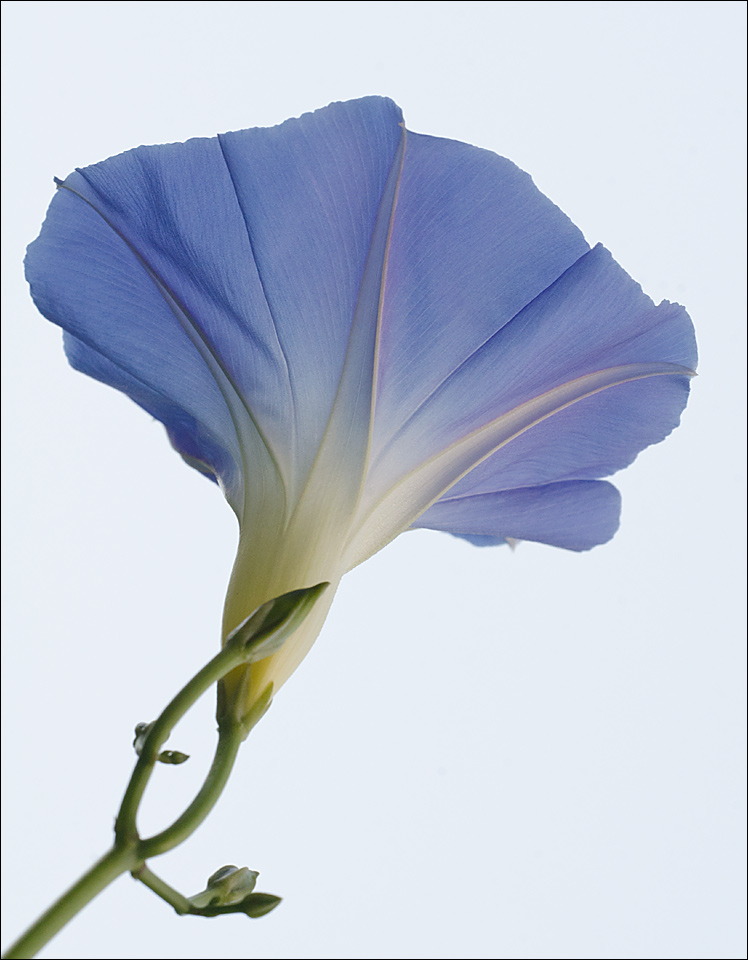 Blue Glory