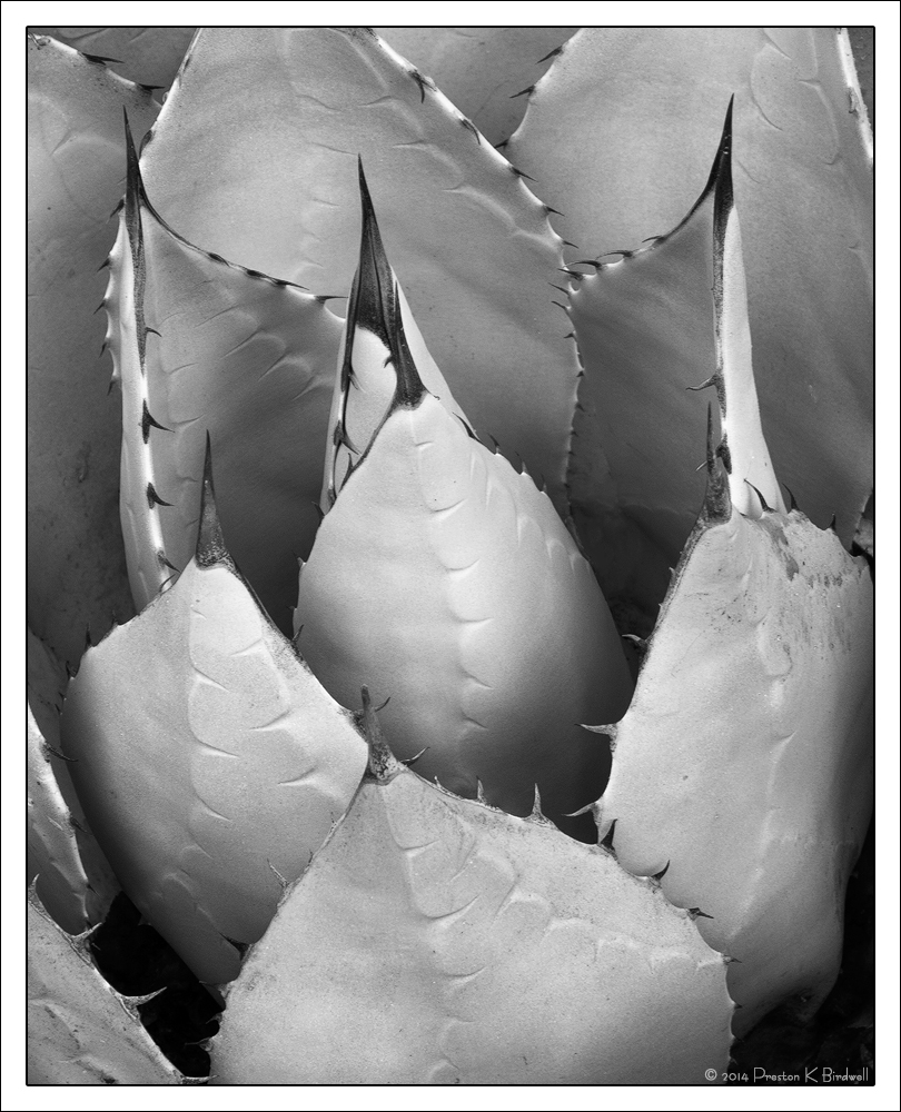 Agave 2
