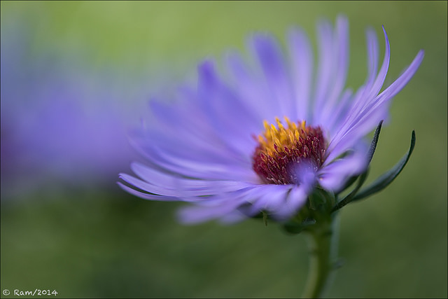 Aster 3