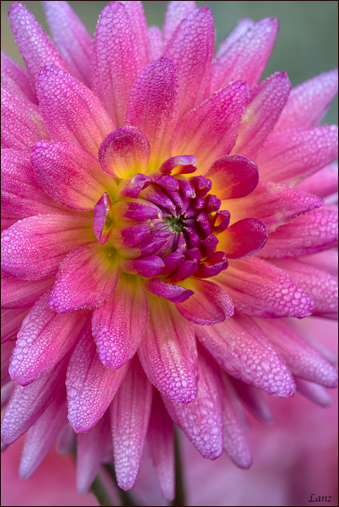 Dewey Dahlia Duo