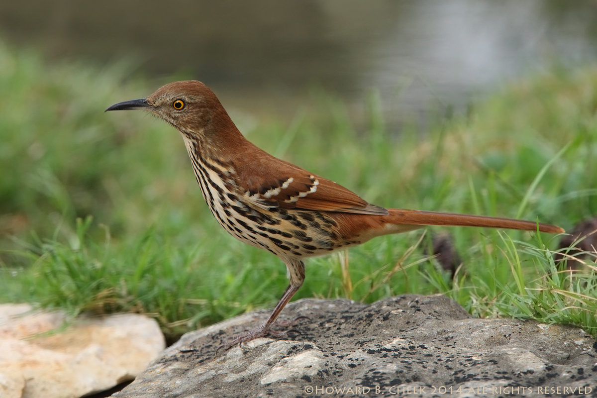 Brown Thrasher