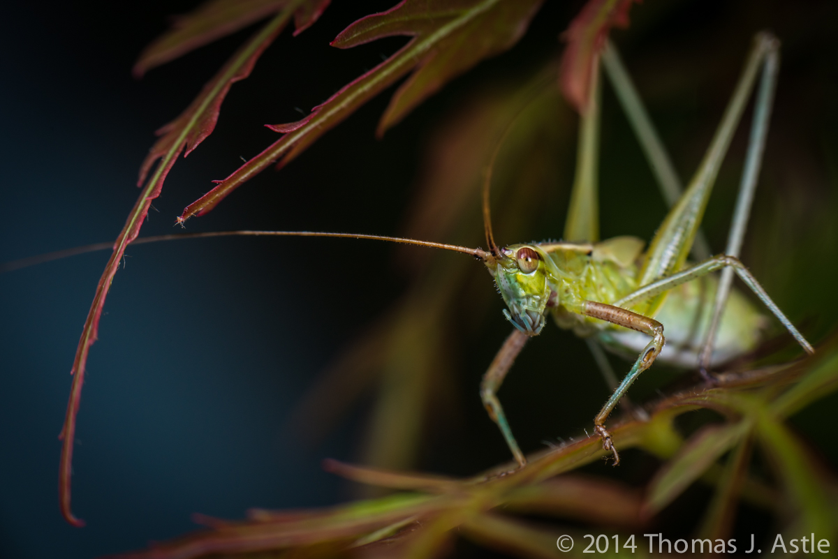 Bush Katydid on Maple