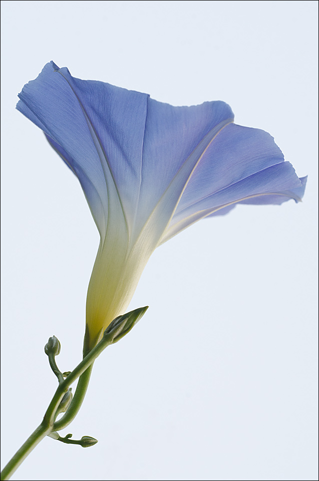 Blue Glory 2