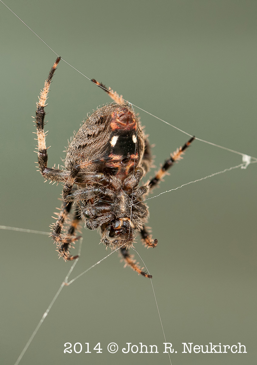 The original webmaster