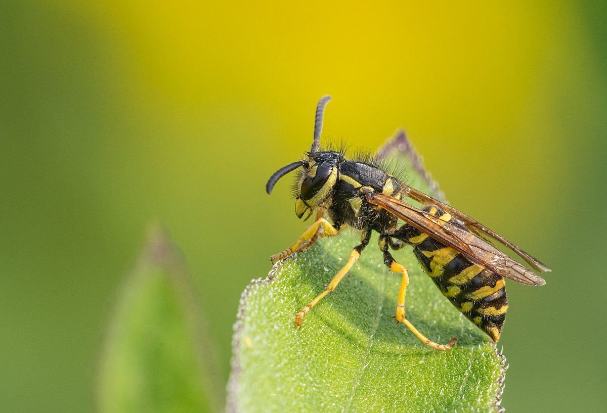 Yellow Jacket at Dawn
