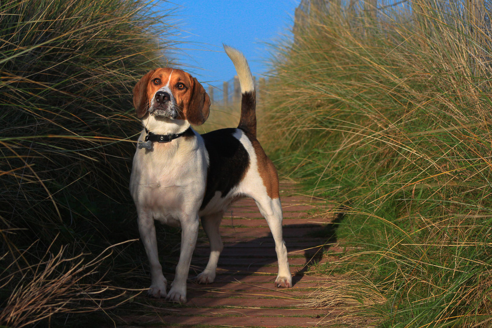 Beagles About