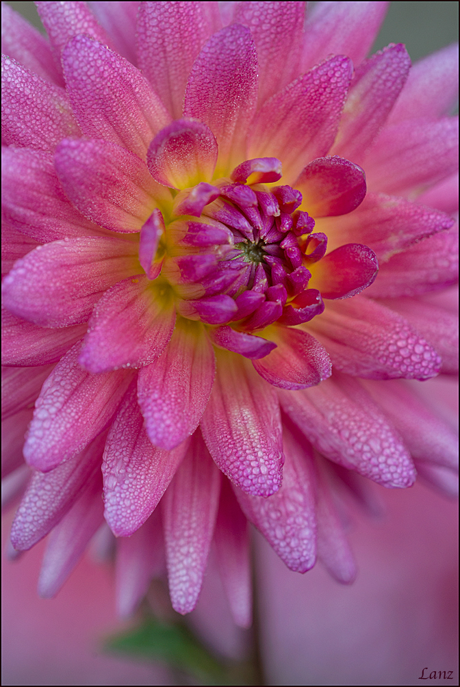 Dewey Dahlia Duo 2