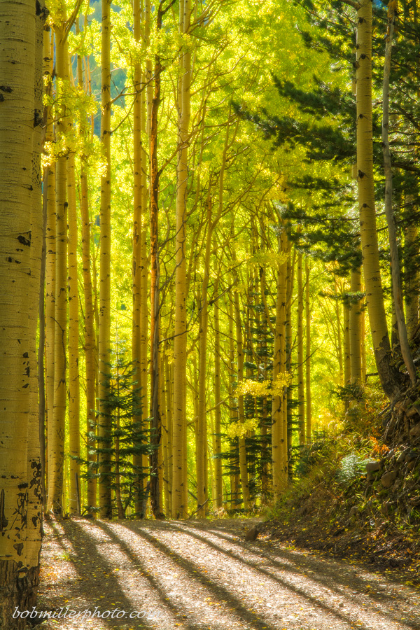 Autumn Shadowplay
