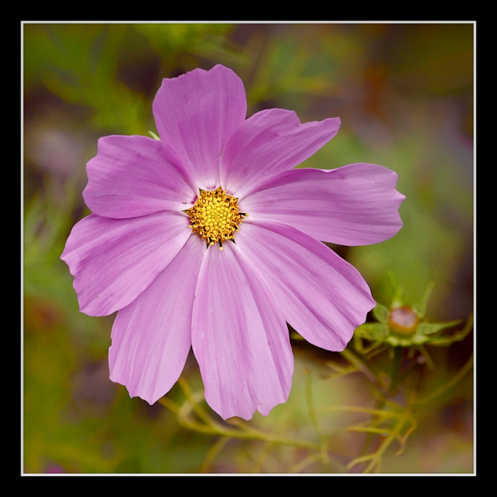 Pink Cosmos