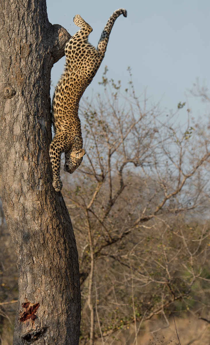 Leopard Descending