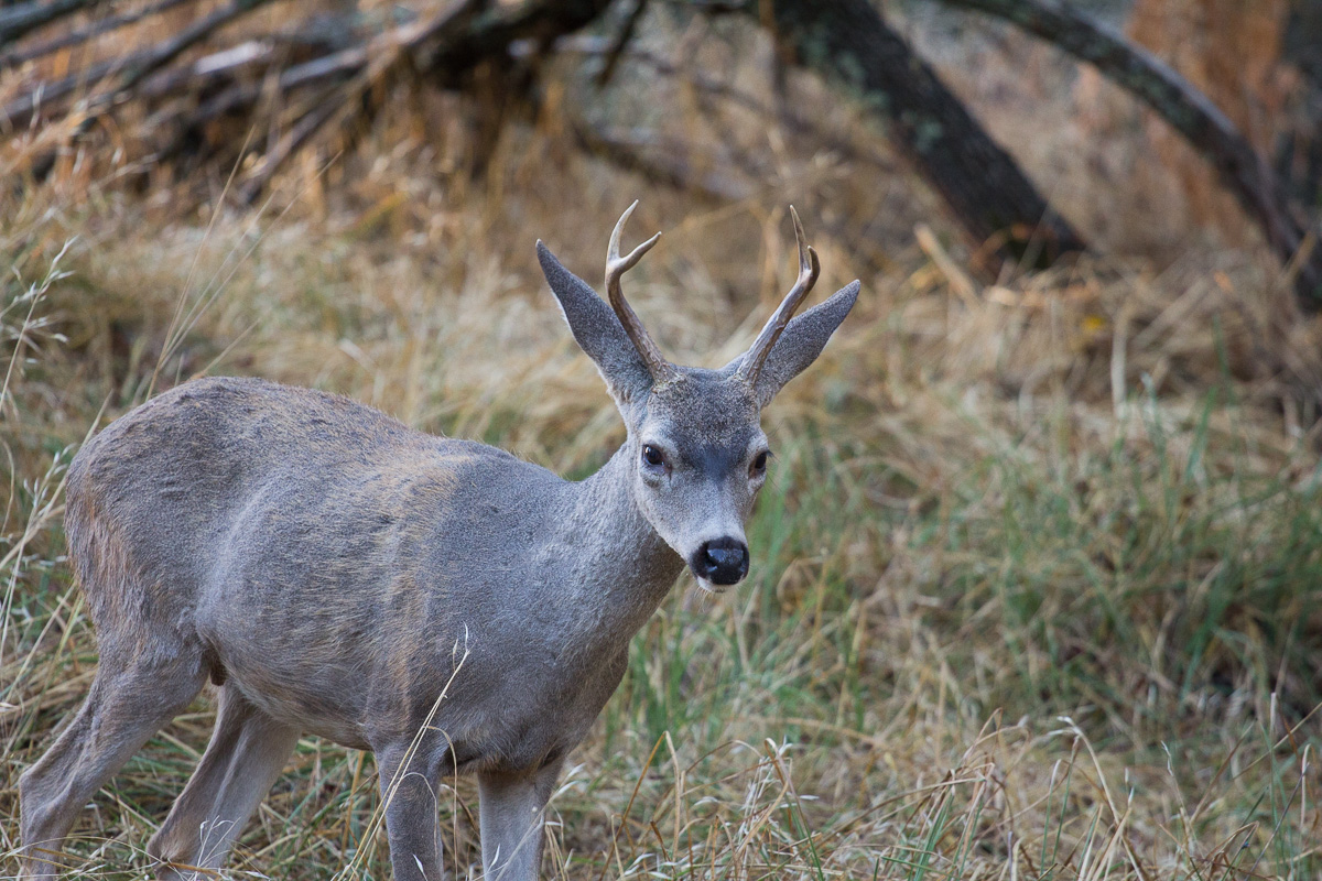 Young Buck