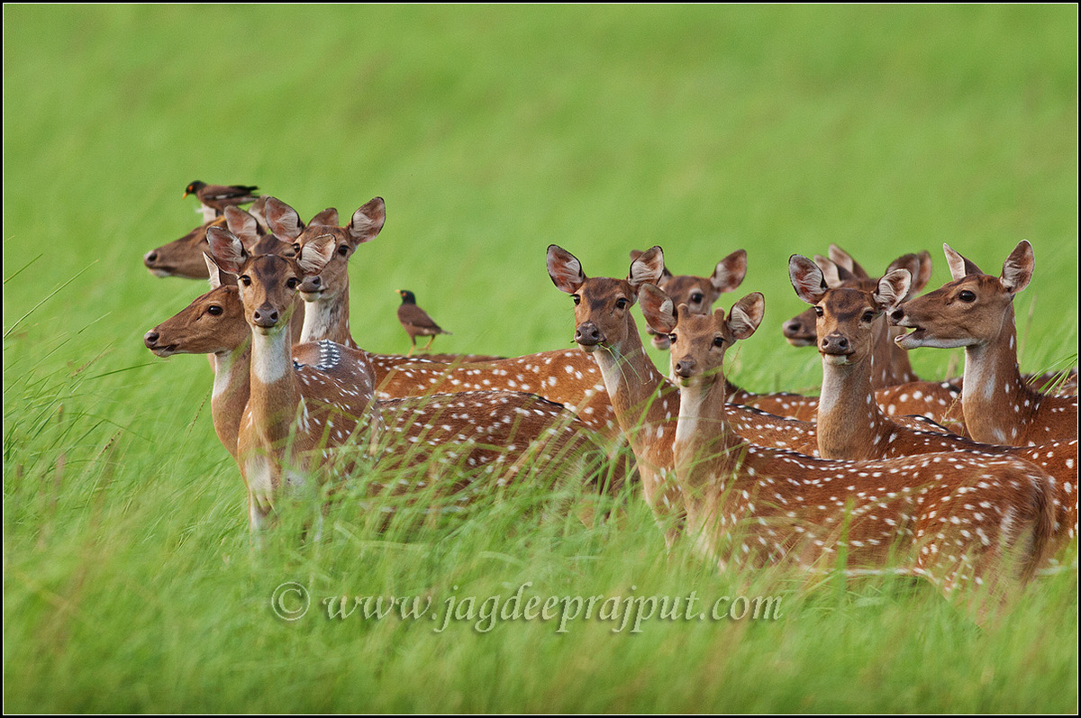 Chitals in the meadows