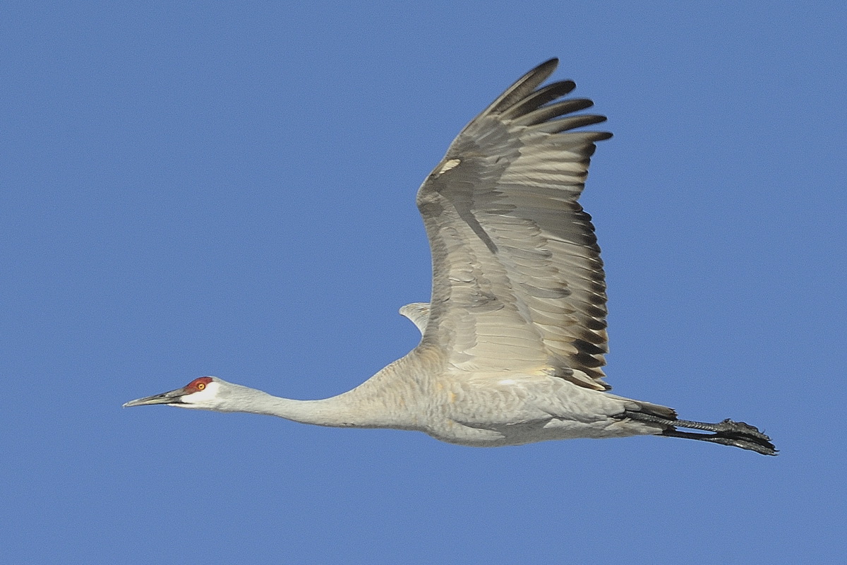 Sandhill Crane in Flight
