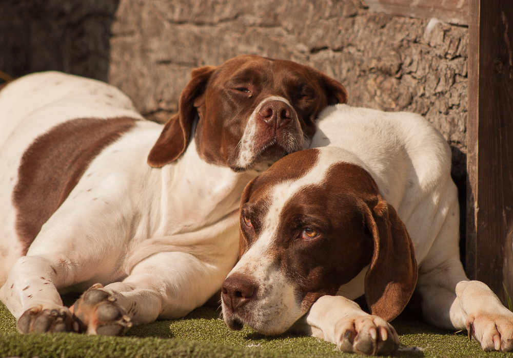 English Pointers