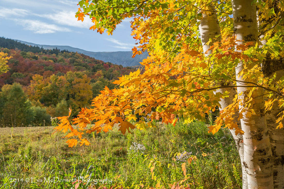 Forest Ablaze
