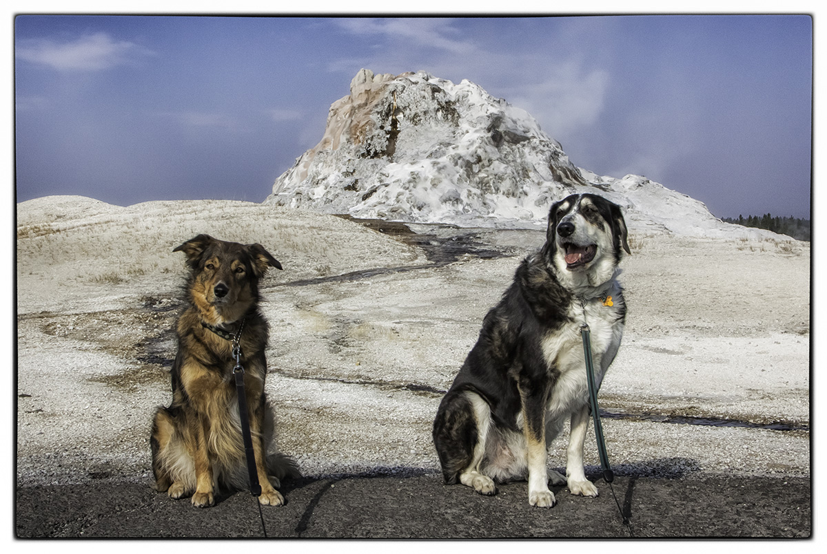 Dogs @ White Dome Geyser