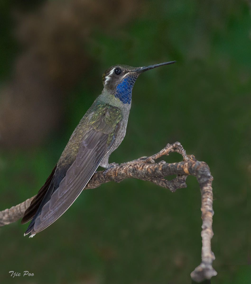 Blue-throated Hummer
