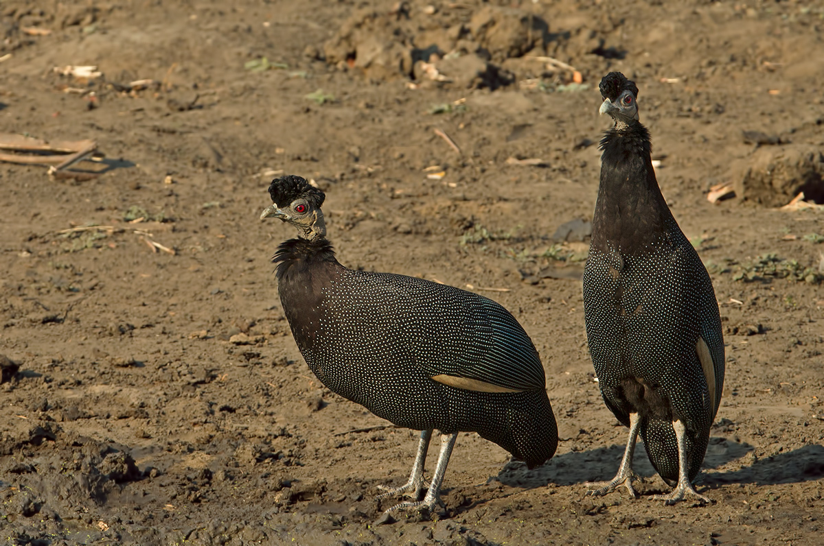 Crested Guinea Fowl