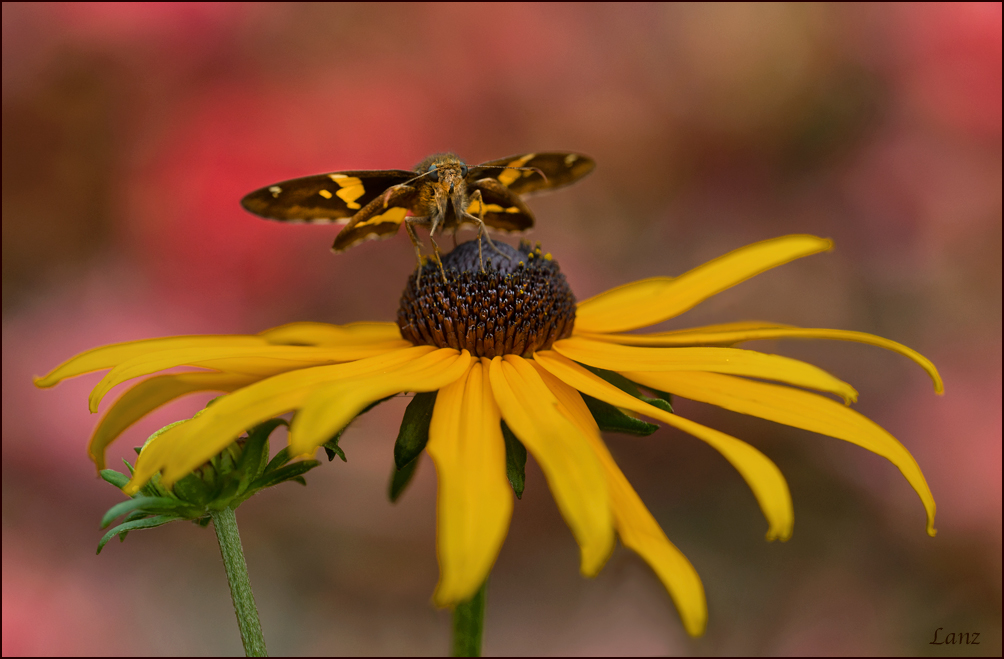 Skipper