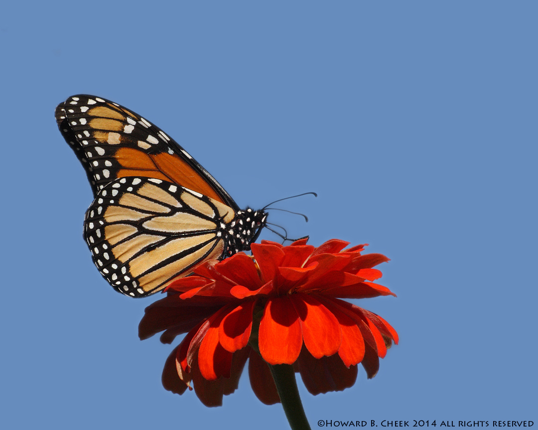 Monarch Blues