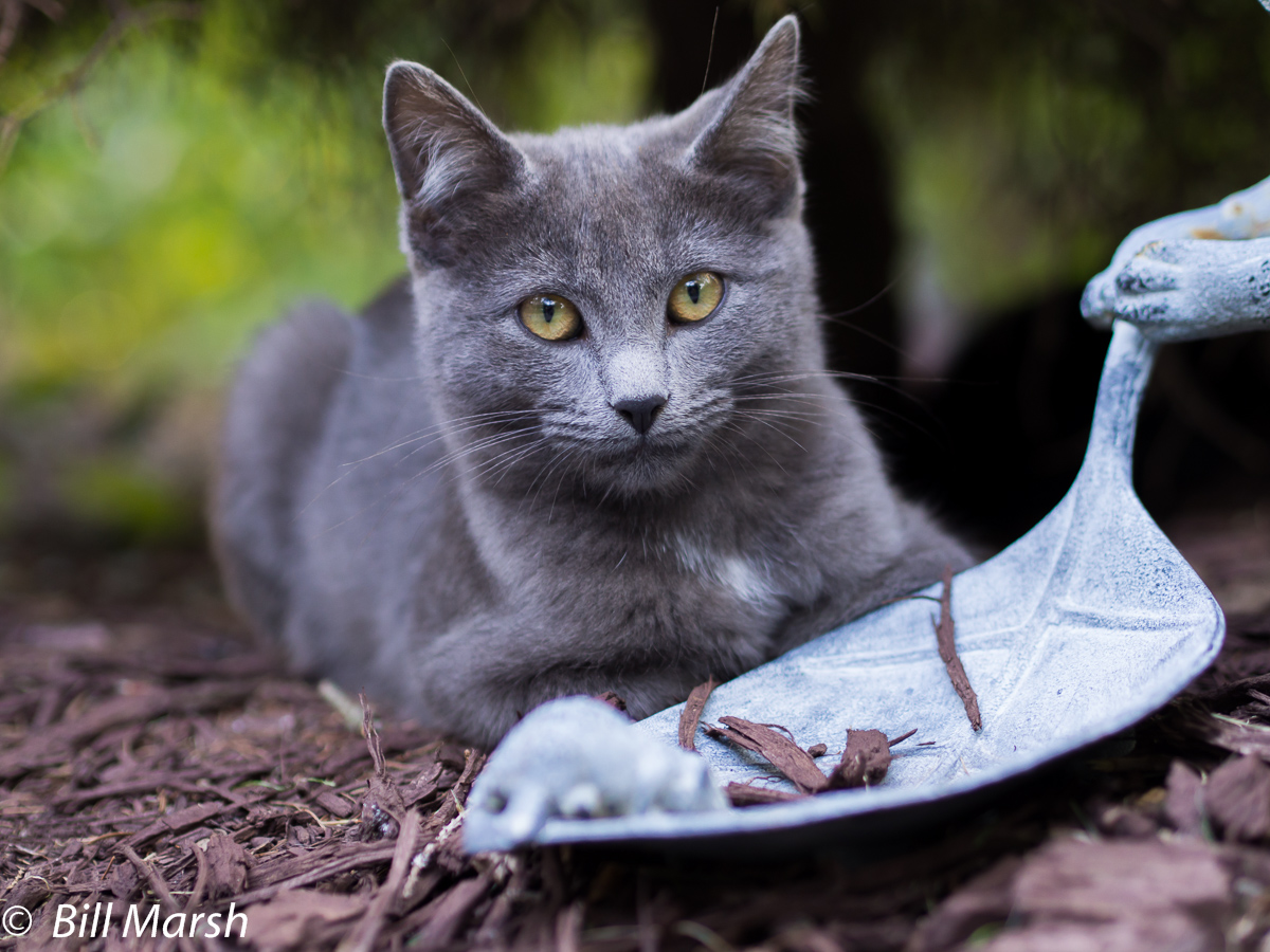 Stray Gray