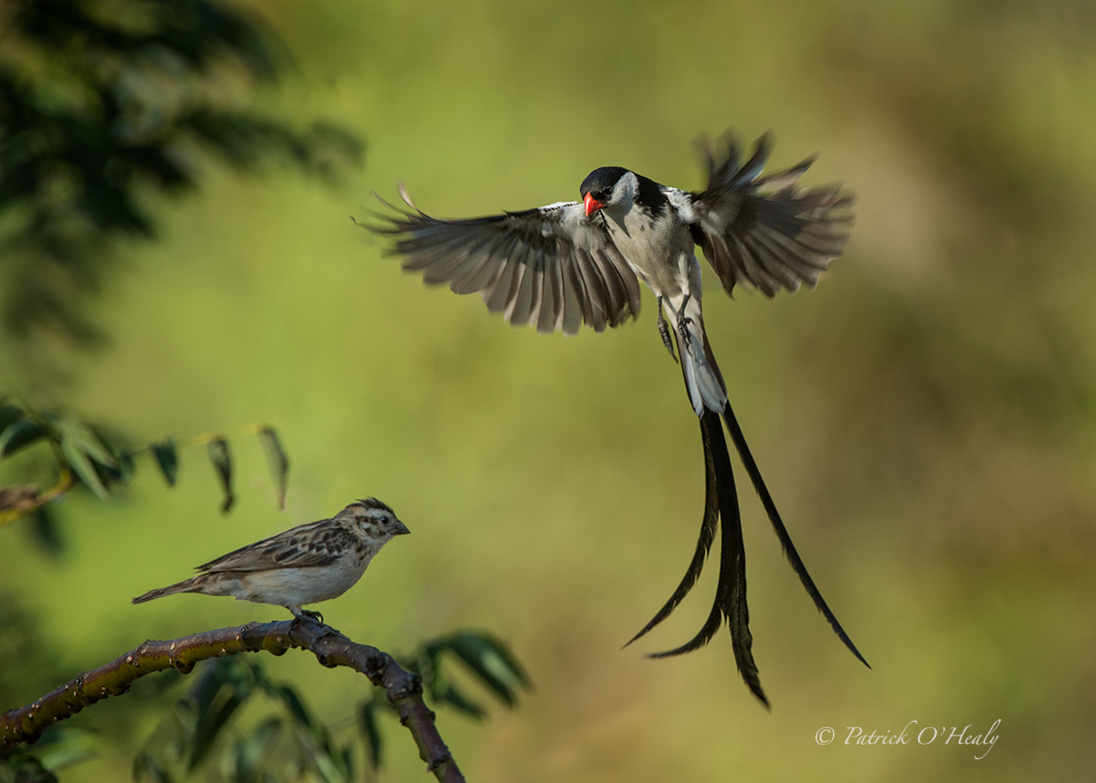 Pin-tailed Wydah