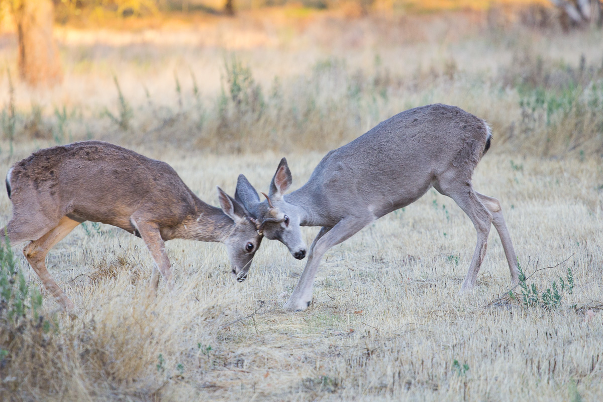 Young Bucks at Play
