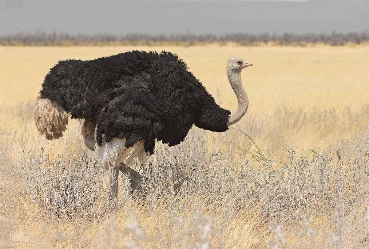 Male Ostrich