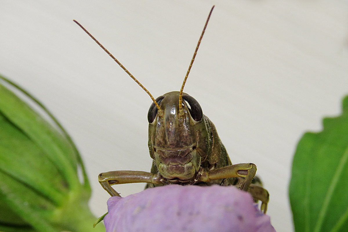 Grasshopper