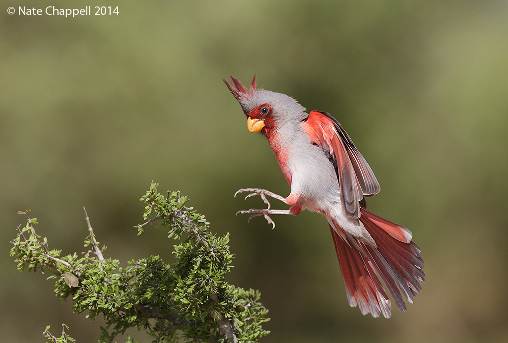 Pyrrhuloxia Landing