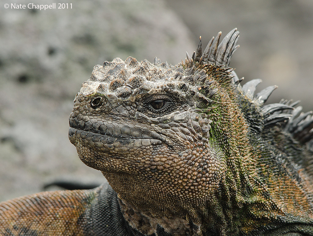 Marine Iguana, male
