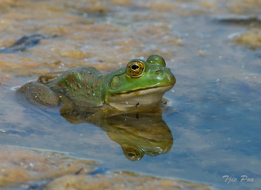 Bull Frog