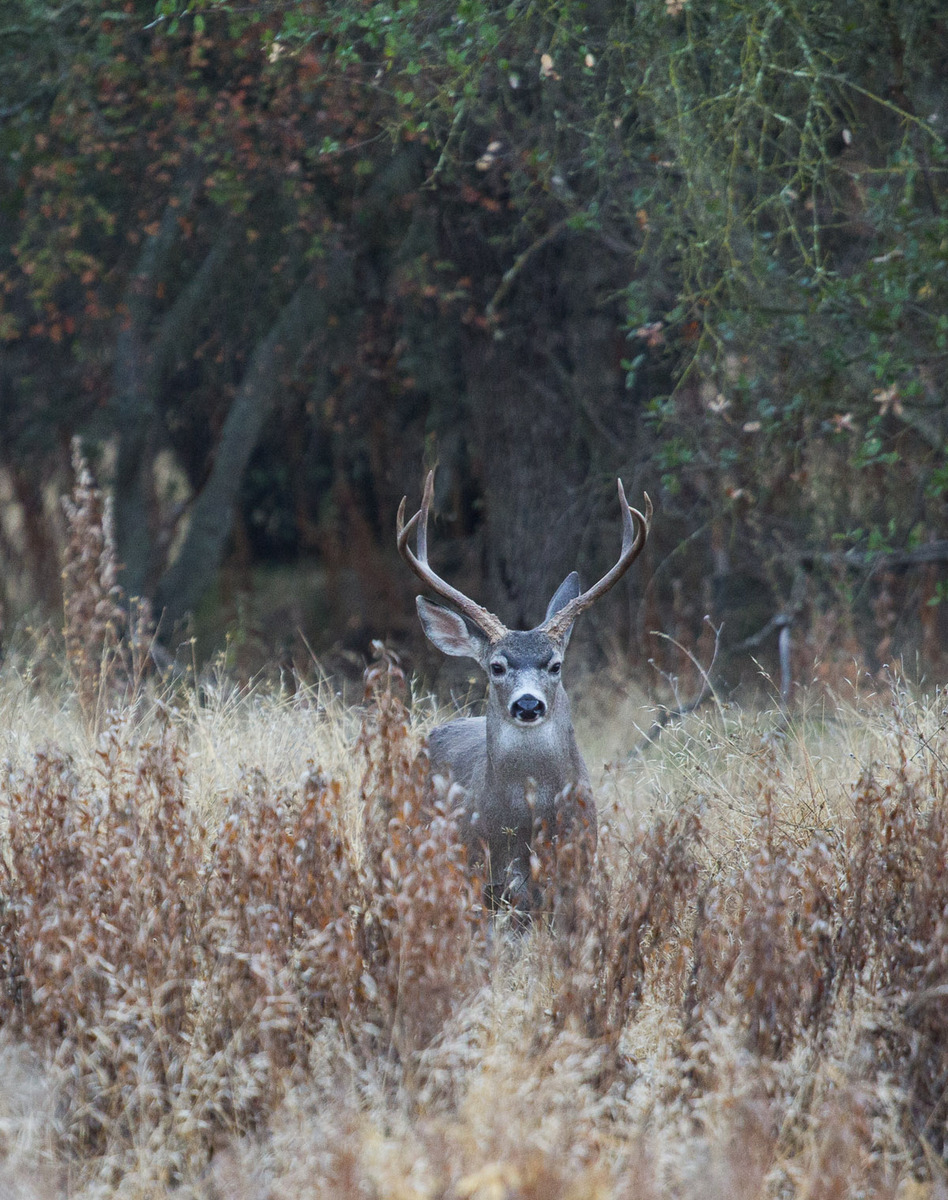 A Handsome Brute