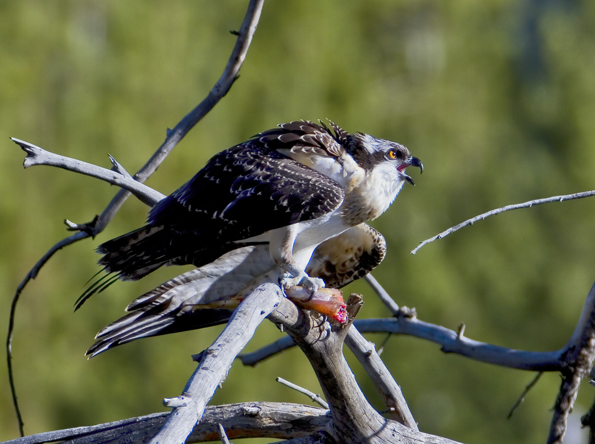 Madison River Osprey