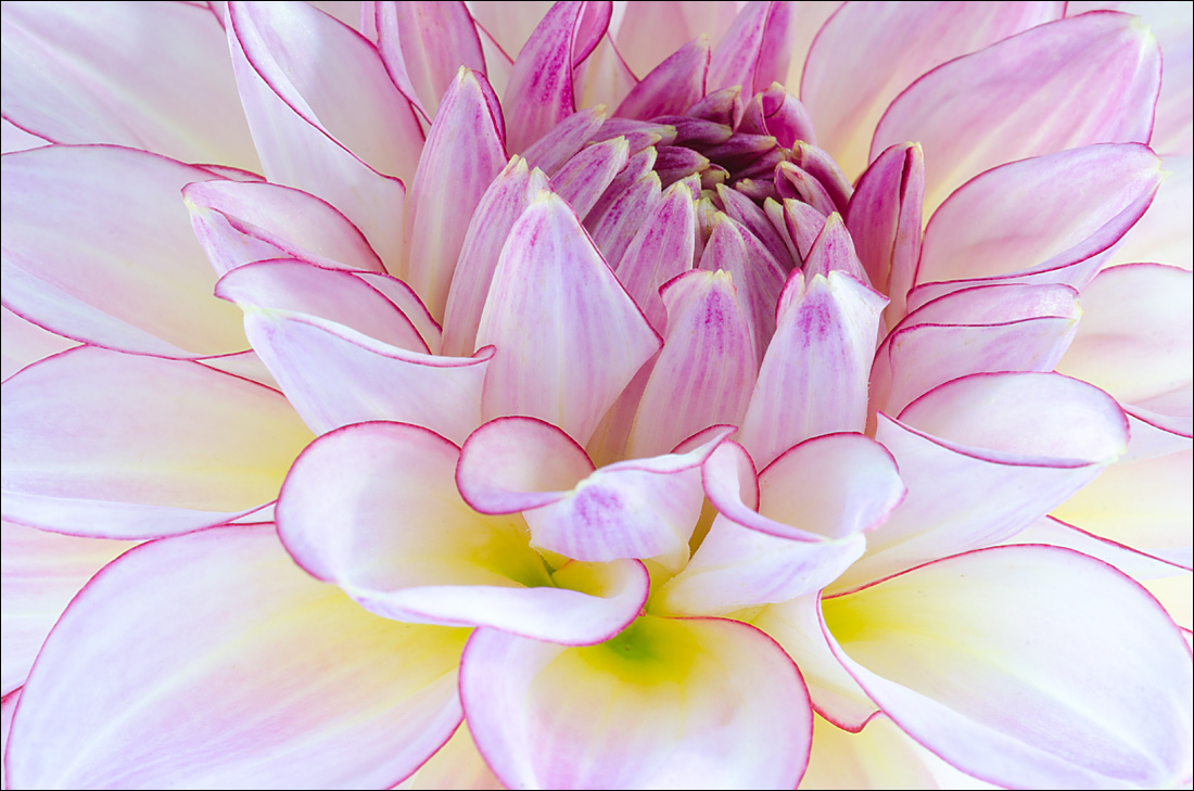 Dahlia Redux 2