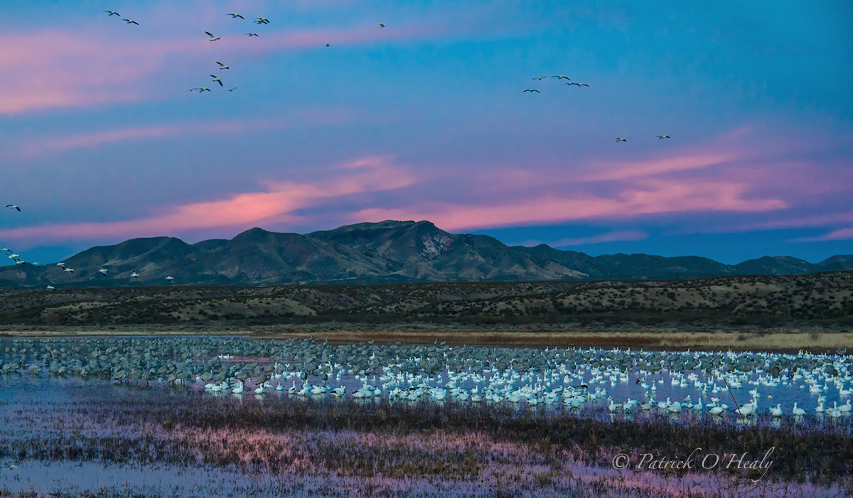 Bosque del Apache