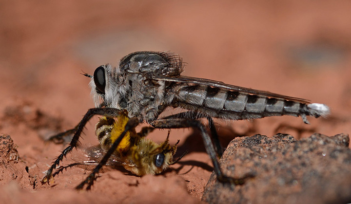 Bee-eating Robber Fly