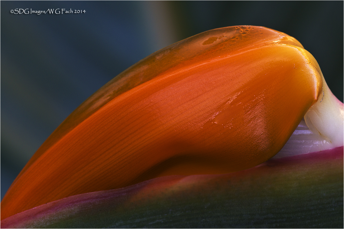 Hatchling 3