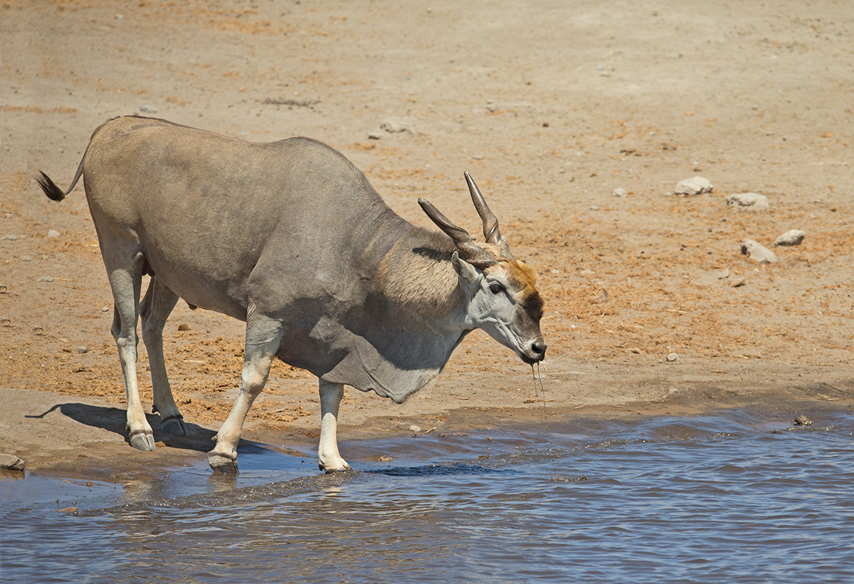 Male Eland