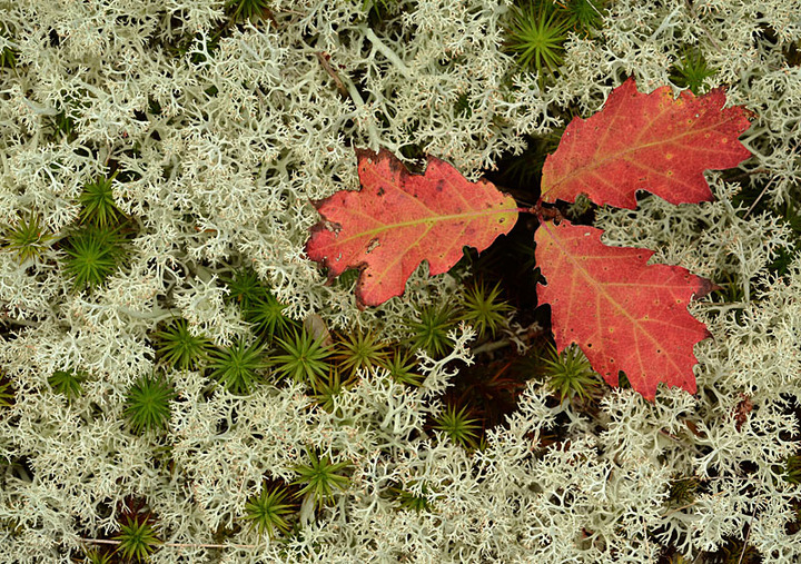 White, Red and Green
