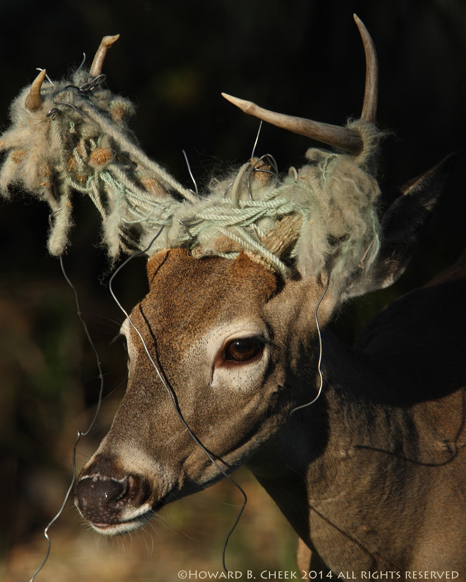 My Rut Hat's On