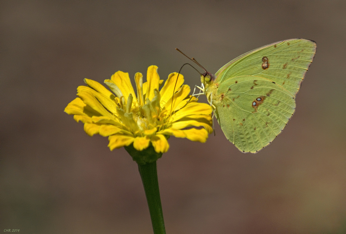 Cloudless Sulphur