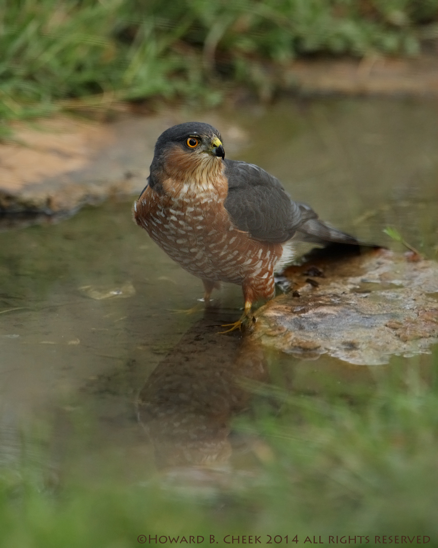 Cooper's Hawk