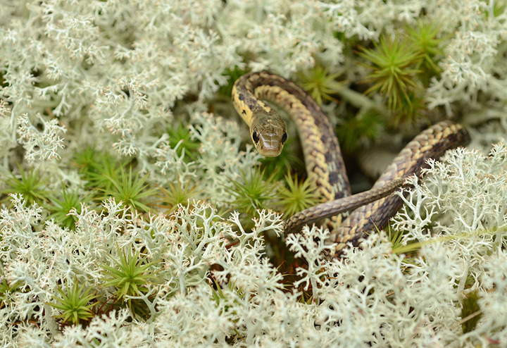 Garter Snake Portrait