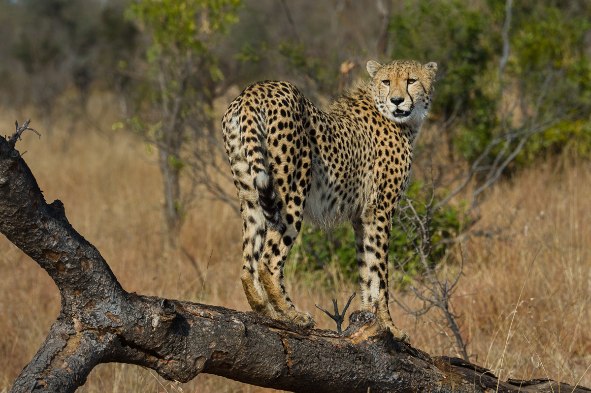 Cheetah Portrait