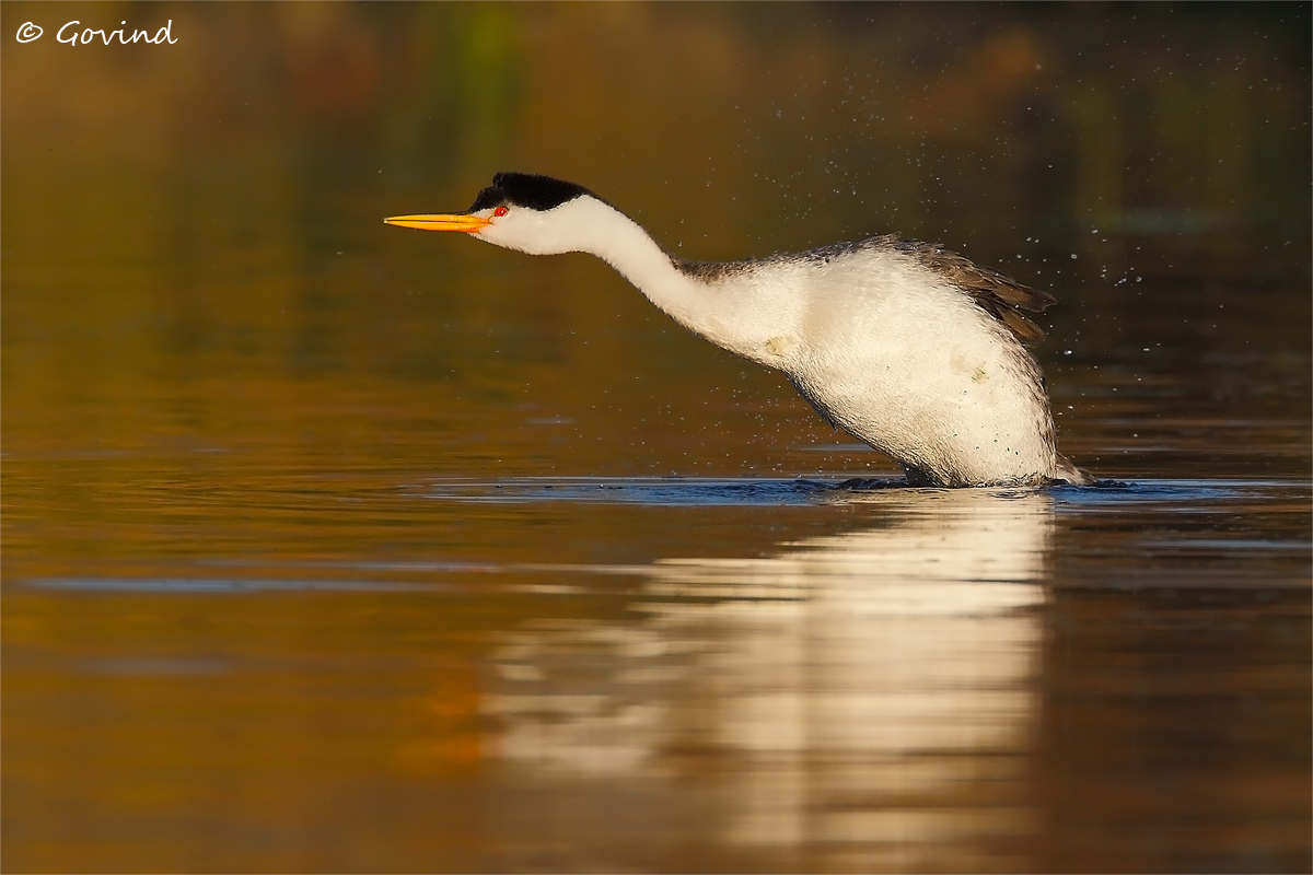 Clark's grebe