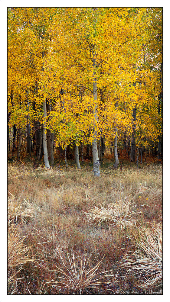 Meadow Yellow