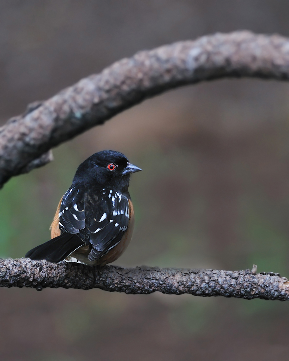 Spotted Towhee