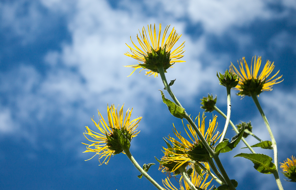 Summer Flora